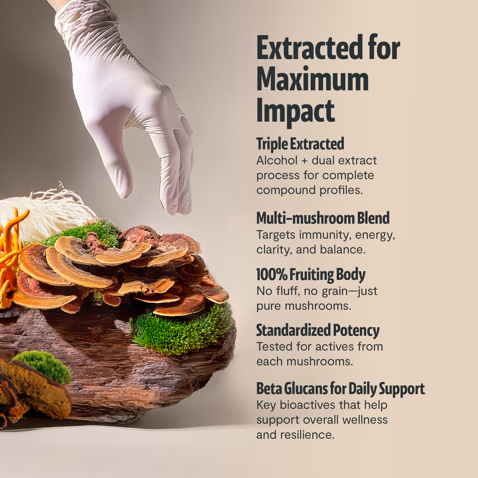 Organic Mushroom Extract Powder Blend