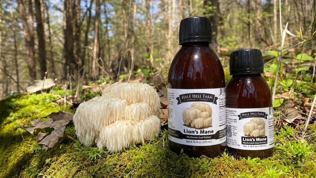 Lion's Mane Mushroom Dual Extract